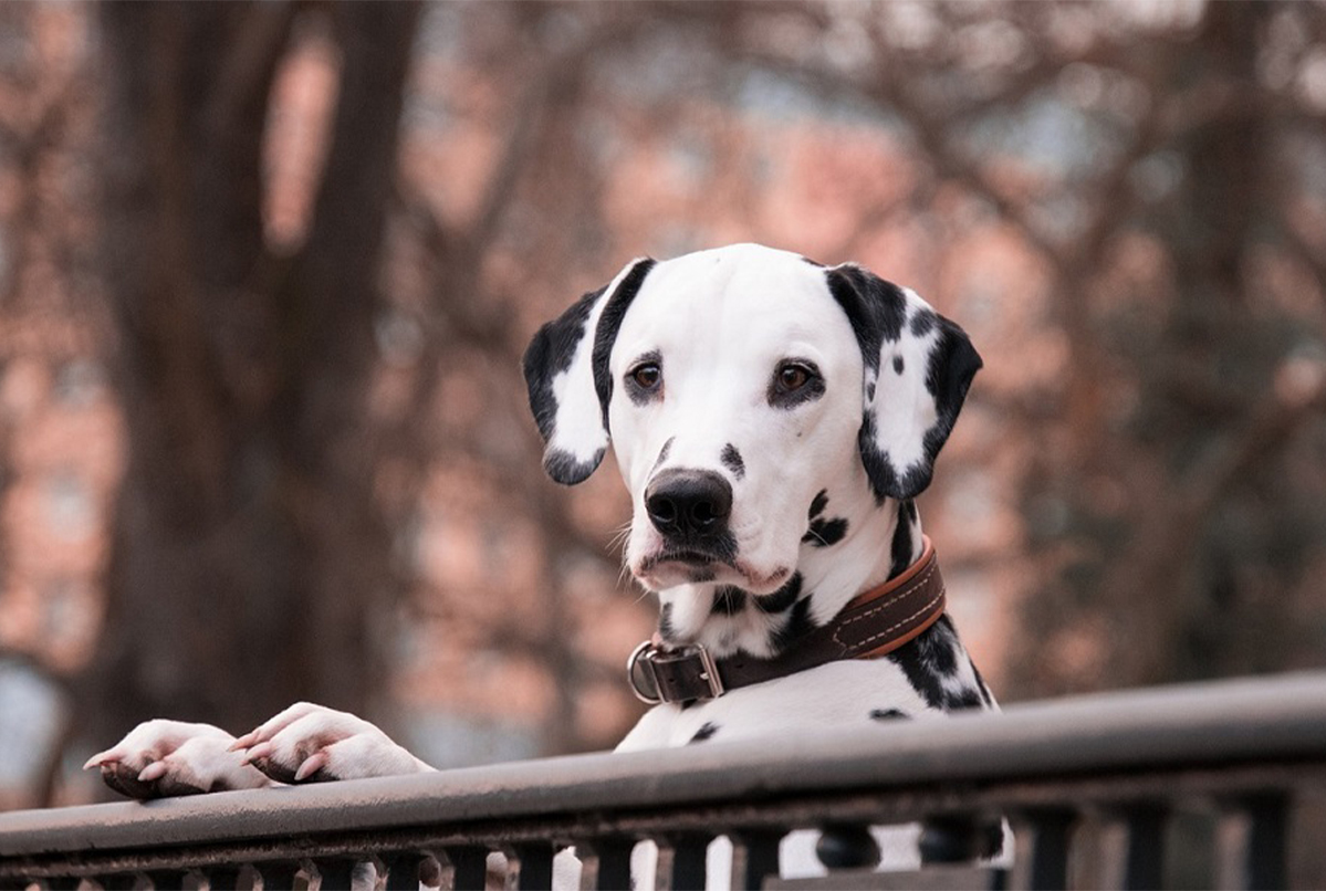 Premium köpek maması nedir?