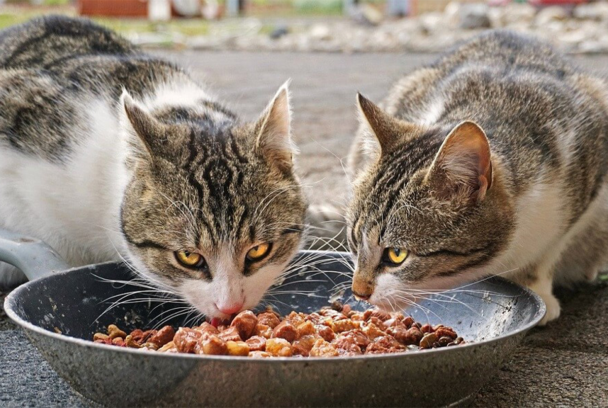 Sağlıklı kedi maması 